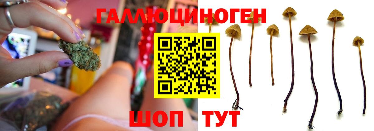 Псилоцибиновые грибы MAGIC MUSHROOMS Курчалой